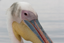 Pelican - Walvis Bay