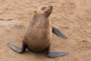 Fur Seal - Cape Cross