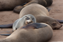 Fur Seal - Cape Cross