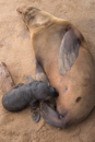 Fur Seal - Cape Cross