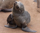 Fur Seal - Cape Cross