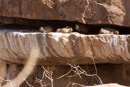 Rock Hyrax - White Lady Canyon