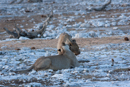 Lions - Etosha