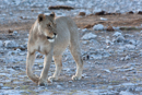 Lion - Etosha