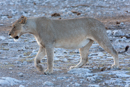 Lion - Etosha