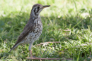 Groundscraper Thrush - Etosha