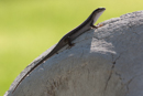 Lizard - Etosha