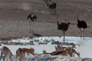 Ostrich - Etosha