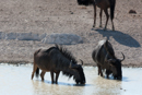 Wildebeest - Etosha