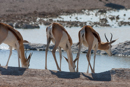 Springbok - Etosha