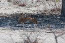 Steenbok - Etosha