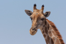 Giraffe - Etosha