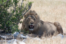 Lion - Etosha