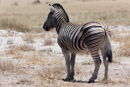 Zebra - Etosha