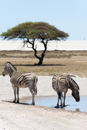 Zebra - Etosha