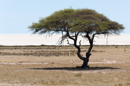 Etosha