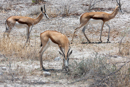 Springbok - Etosha