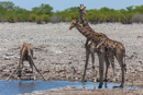 Giraffe - Etosha