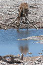 Giraffe - Etosha