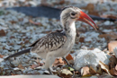 Red-billed Hornbill - Etosha