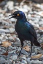 Starling - Etosha