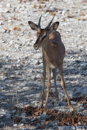 Impala - Etosha