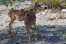 Impala - Etosha