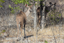 Kudu - Etosha