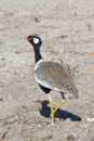 Black Korhaan - Etosha