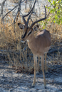 Impala - Etosha