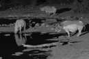 Nighttime Waterhole - Etosha