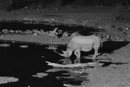 Nighttime Waterhole - Etosha