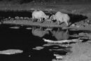 Nighttime Waterhole - Etosha