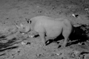 Nighttime Waterhole - Etosha