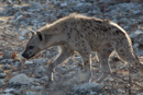 Hyena - Etosha