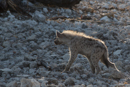 Hyena - Etosha