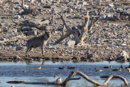 Hyena - Etosha