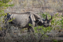 Rhino - Etosha