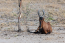 Heatbeast - Etosha