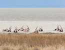 Oryx - Etosha