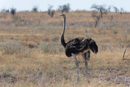 Ostrich - Etosha