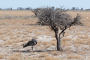 Kori Bustard - Etosha