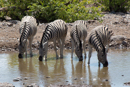 Zebra - Etosha