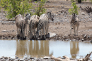 Zebra - Etosha