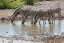 Zebra - Etosha