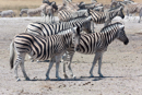 Zebra - Etosha