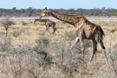 Giraffe - Etosha