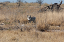 Warthog - Etosha