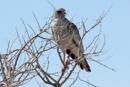 Dark Chanting Goshawk - Etosha