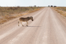 Zebra Crossing - Etosha